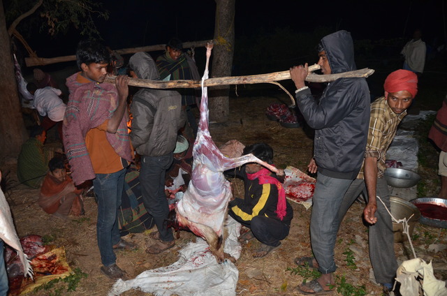 Traditional killing of goats for a feast